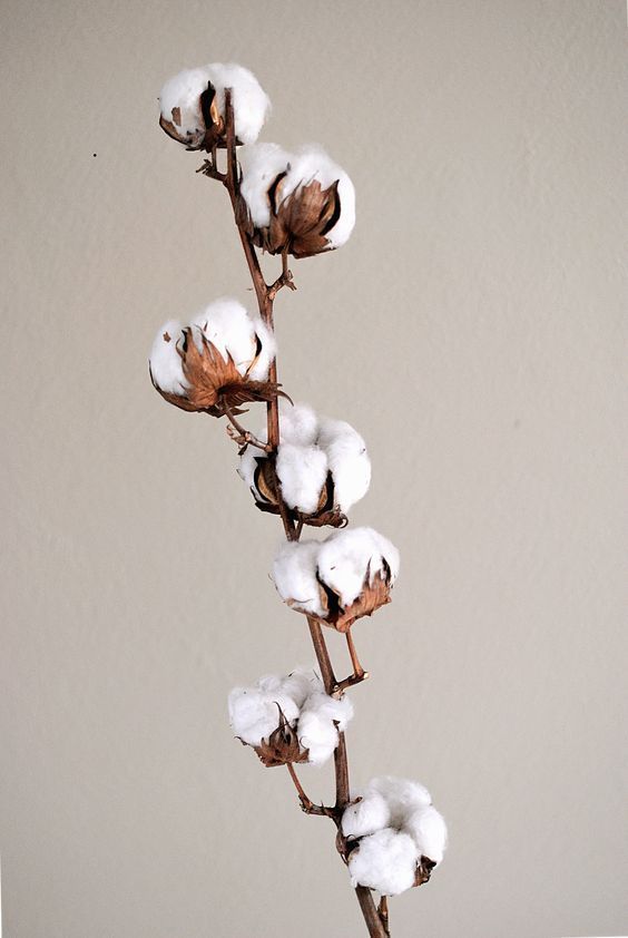 Cotton plant background