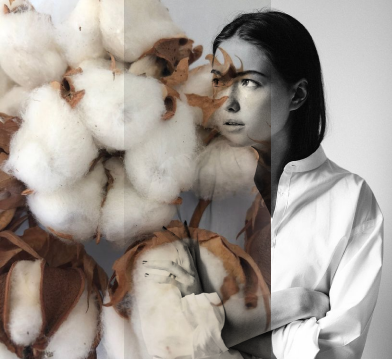 Cotton plant and person in white shirt